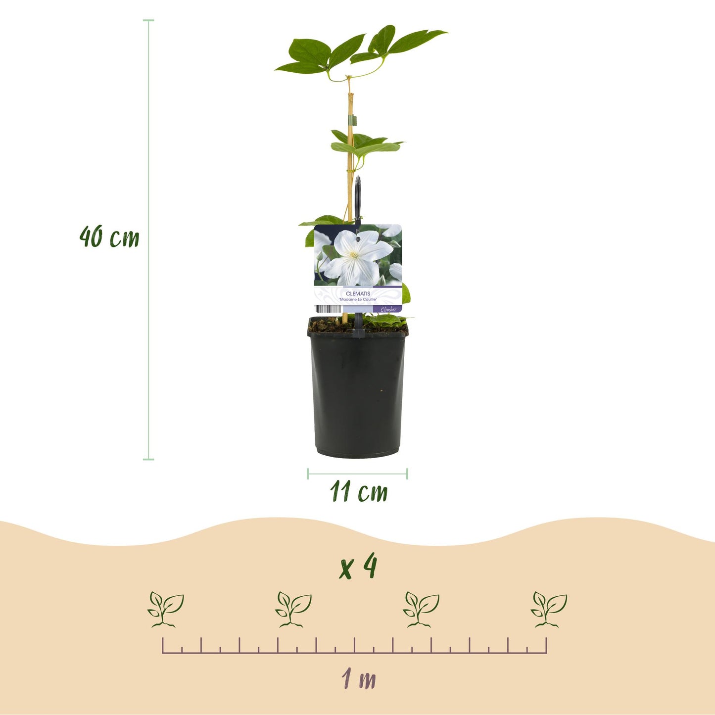 Green boutiQ - Klimplant - Clematis Madame Le Coultre - bloem wit - Weinig onderhoud -2 planten -  Pot 11cm Hoogte 40cm