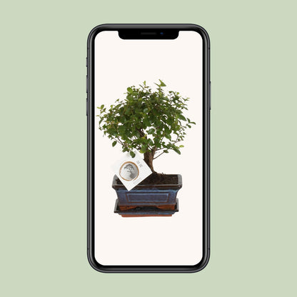 Bonsai 'Sageretia' - Bol Vorm - Ø15cm - ↕30cm