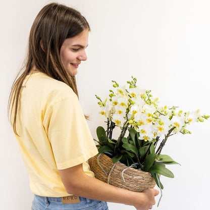 Kolibri Orchids | witte plantenset in Reed Basket incl. waterreservoir | drie witte orchideeën Lausanne 9cm en drie groene planten | Jungle Bouquet wit met zelfvoorzienend waterreservoir