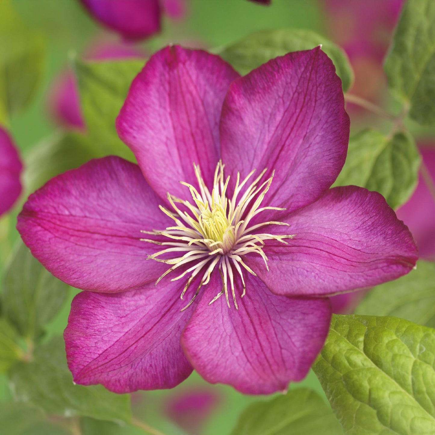 Green boutiQ - Klimplant - Clematis Ville de Lyon - Bloem Roze - Weinig onderhoud -2 planten -  Pot 11cm Hoogte 40cm