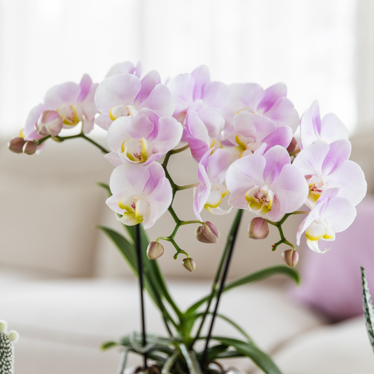 Kolibri Orchids | roze phalaenopsis orchidee Portugal + Mosa sierpot roze - potmaat Ø9cm | bloeiende kamerplant - vers van de kweker