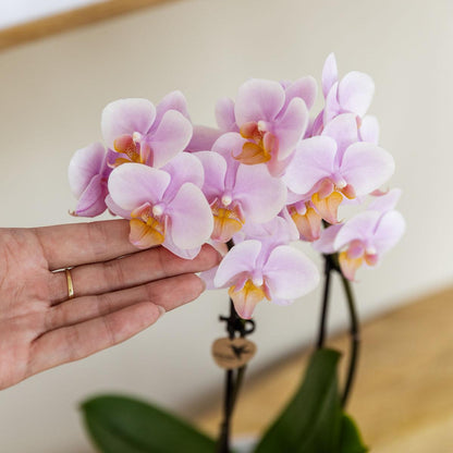 Kolibri Orchids | COMBI DEAL van 2 Roze phalaenopsis orchideeën - Andorra - potmaat Ø9cm | bloeiende kamerplant - vers van de kweker