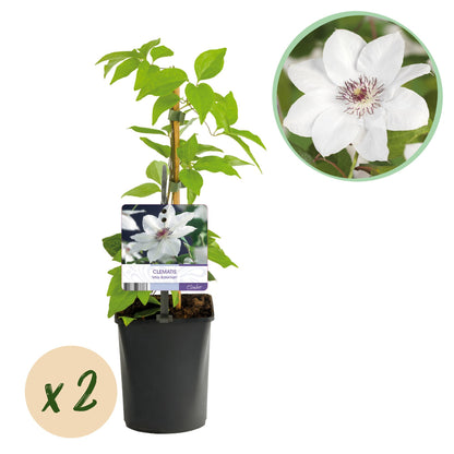 Green boutiQ - Klimplant - Clematis Miss bateman - Bloem Roze - Weinig onderhoud -2 planten -  Pot 11cm Hoogte 40cm