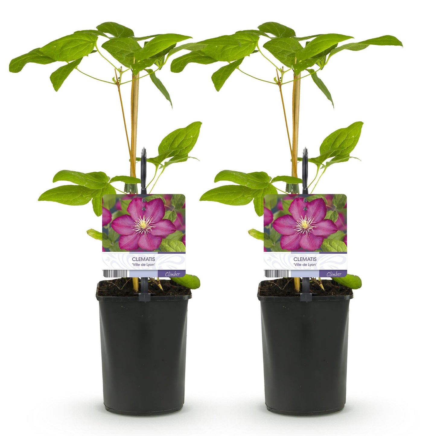 Green boutiQ - Klimplant - Clematis Ville de Lyon - Bloem Roze - Weinig onderhoud -2 planten -  Pot 11cm Hoogte 40cm