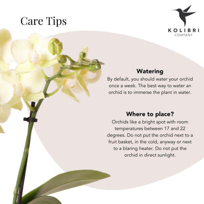 Kolibri Orchids | gele Phalaenopsis orchidee – Mexico + Citrus sierpot green – potmaat Ø9cm| bloeiende kamerplant in bloempot - vers van de kweker