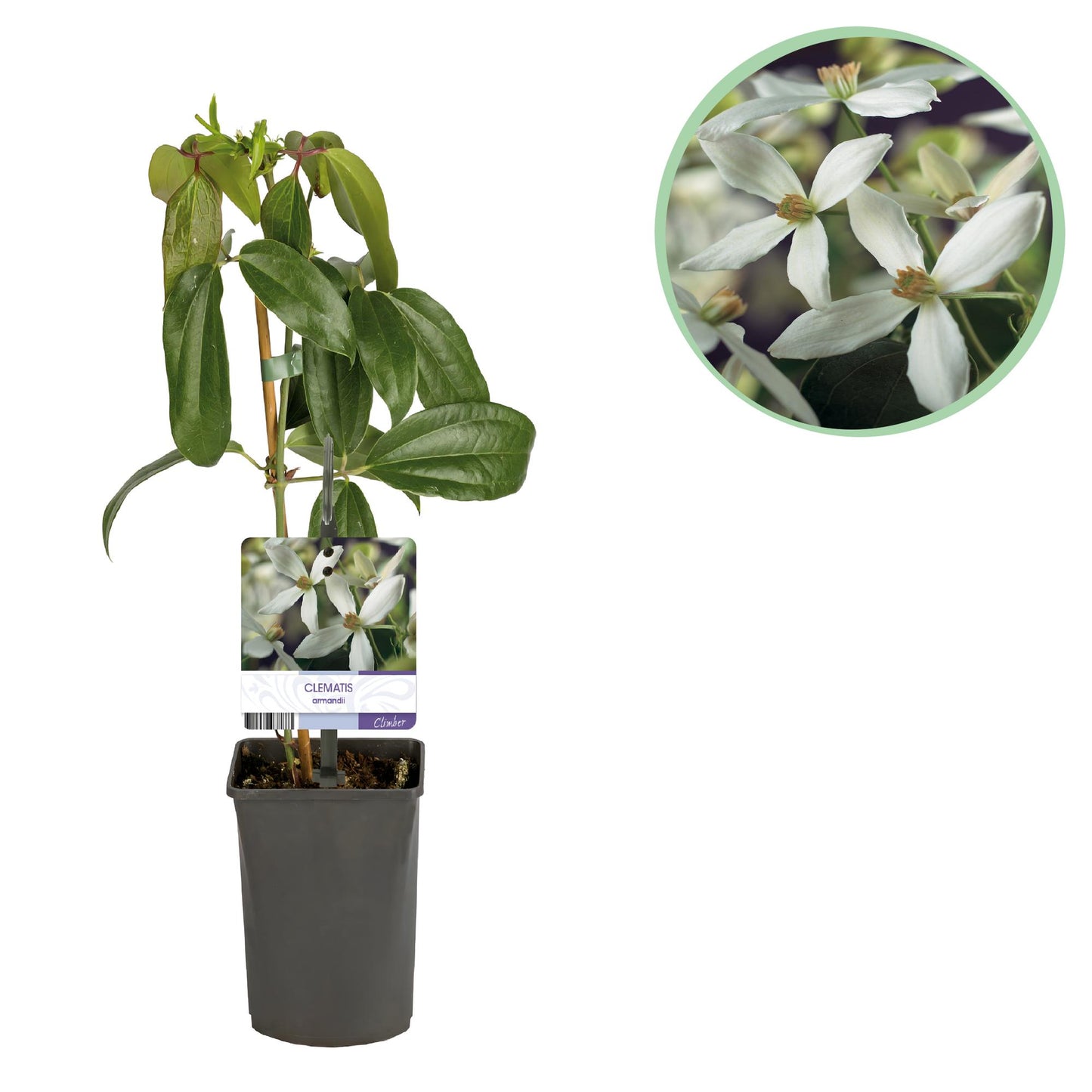 Green boutiQ - Klimplant - Clematis armandii - Bloem Wit - Groenblijvend - Weinig onderhoud - 1 plant Pot 11cm Hoogte 40cm