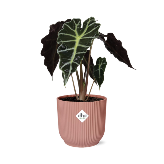 Alocasia ‘Polly’ in ELHO Vibes Fold 14cm roze