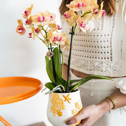 Kolibri Orchids | oranje Phalaenopsis orchidee potmaat Ø9cm | Jamaica | bloeiende kamerplant - vers van de kweker