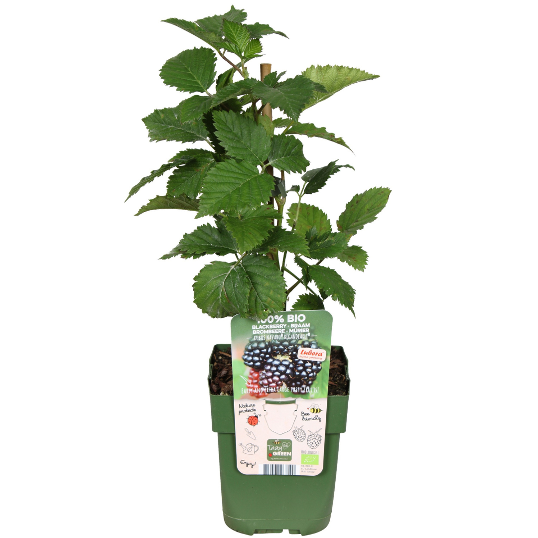 "Vruchten oase" BIO Fruitplanten mix set van 5 verschillende soorten