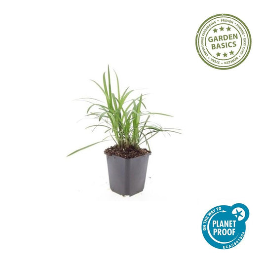 20x Liriope muscari 'Moneymaker' - ↕10-25cm - Ø9cm