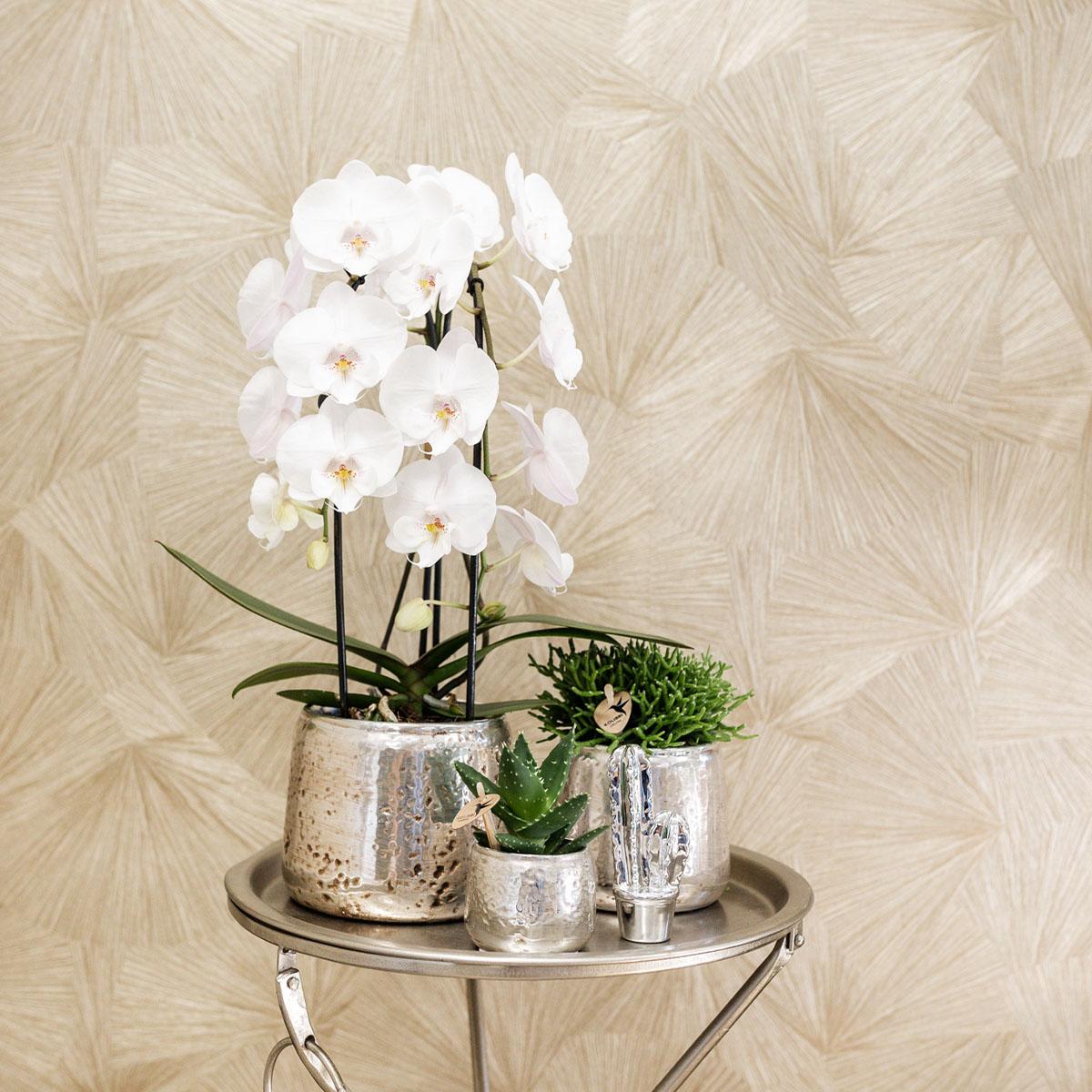 Kolibri Orchids | witte Phalaenopsis orchidee - Niagara Fall  - potmaat Ø12cm | bloeiende kamerplant - vers van de kweker