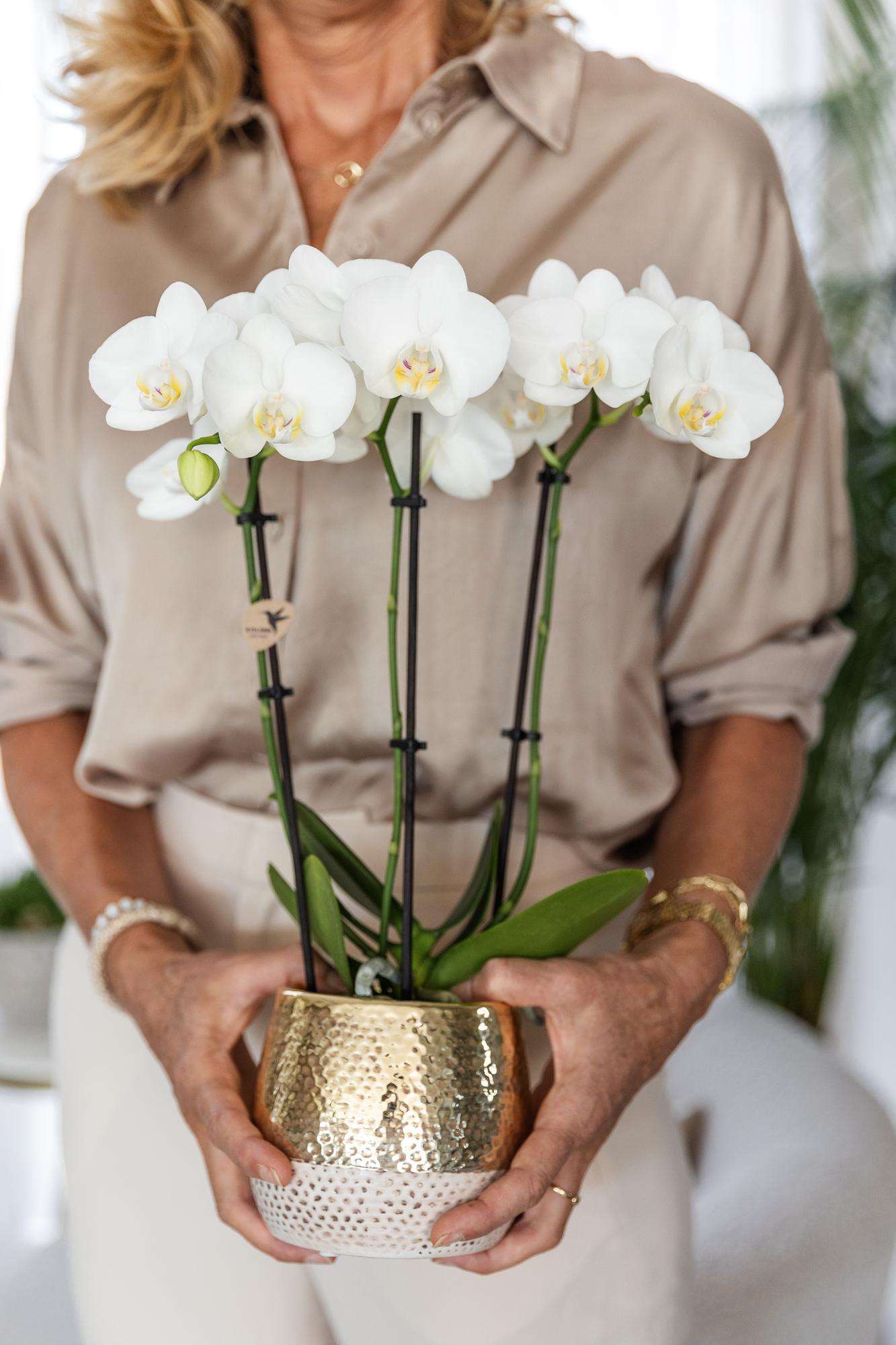 Kolibri Orchids | witte Phalaenopsis orchidee – Amabilis + Elite pot gold – potmaat Ø9cm – 40cm hoog | bloeiende kamerplant in bloempot - vers van de kweker
