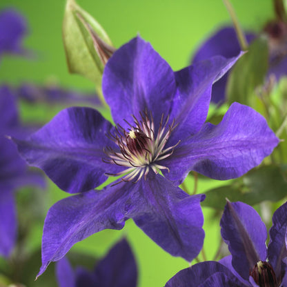 Green boutiQ - Klimplant - Clematis The President - Bloem Roze - Weinig onderhoud -2 planten -  Pot 11cm Hoogte 40cm