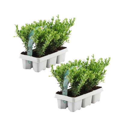 2 x 6 pack Ilex crenata 'Jenny' - Ø7 cm - ↕15 cm