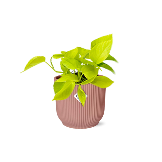 Epipremnum Pinnatum ‘Golden Pothos’ in ELHO Vibes Fold 14cm roze
