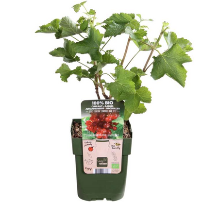 "Vruchten oase" BIO Fruitplanten mix set van 5 verschillende soorten