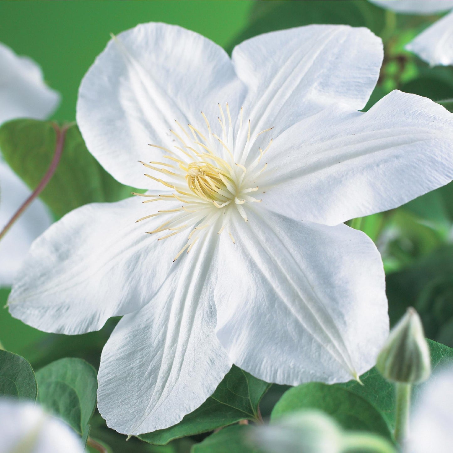 Green boutiQ - Klimplant - Clematis Madame Le Coultre - bloem wit - Weinig onderhoud -2 planten -  Pot 11cm Hoogte 40cm