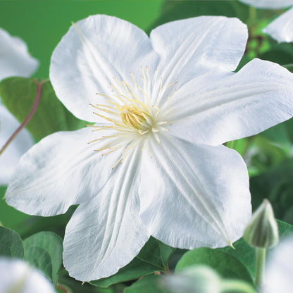 Green boutiQ - Klimplant - Clematis Madame Le Coultre - bloem wit - Weinig onderhoud -2 planten -  Pot 11cm Hoogte 40cm