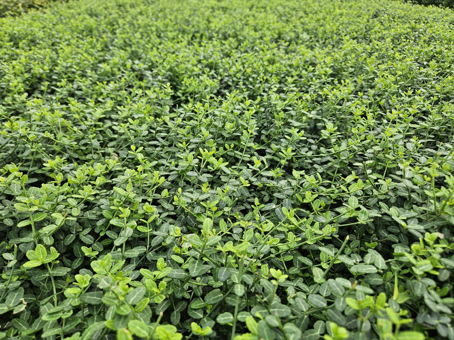 60x Euonymus fort. 'Minimus' - ↕10-25cm - Ø9cm