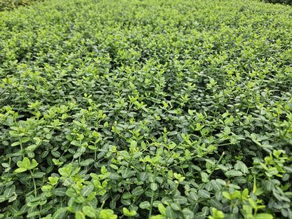 60x Euonymus fort. 'Minimus' - ↕10-25cm - Ø9cm