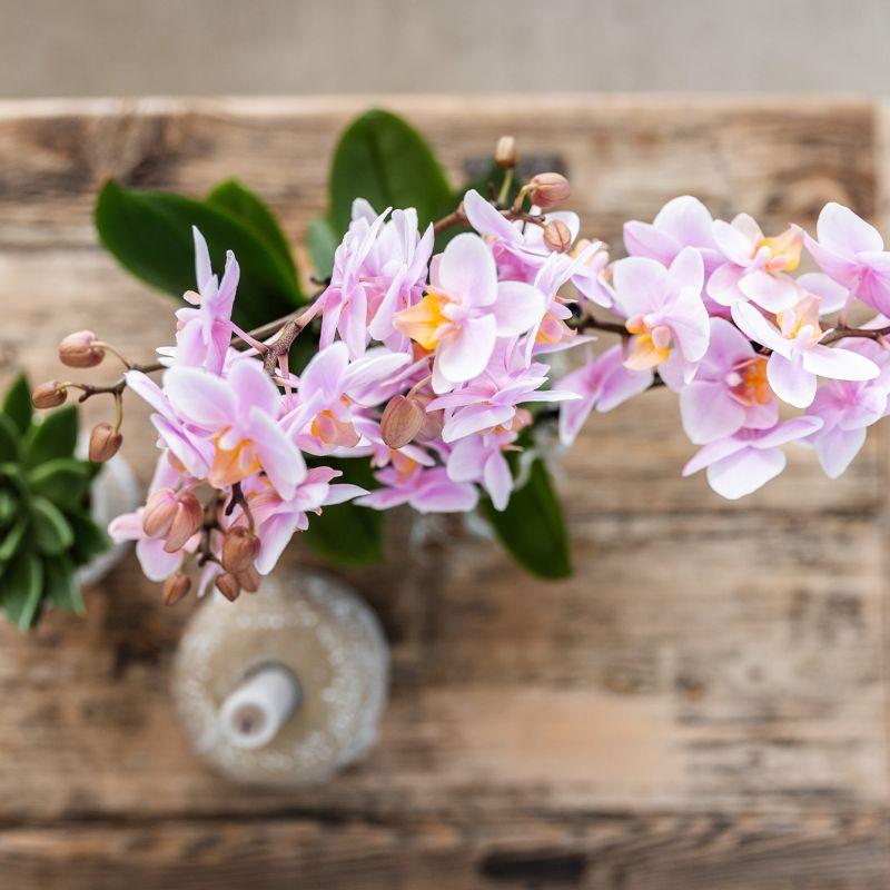 Kolibri Orchids | Roze phalaenopsis orchidee - Andorra - potmaat Ø9cm | bloeiende kamerplant - vers van de kweker