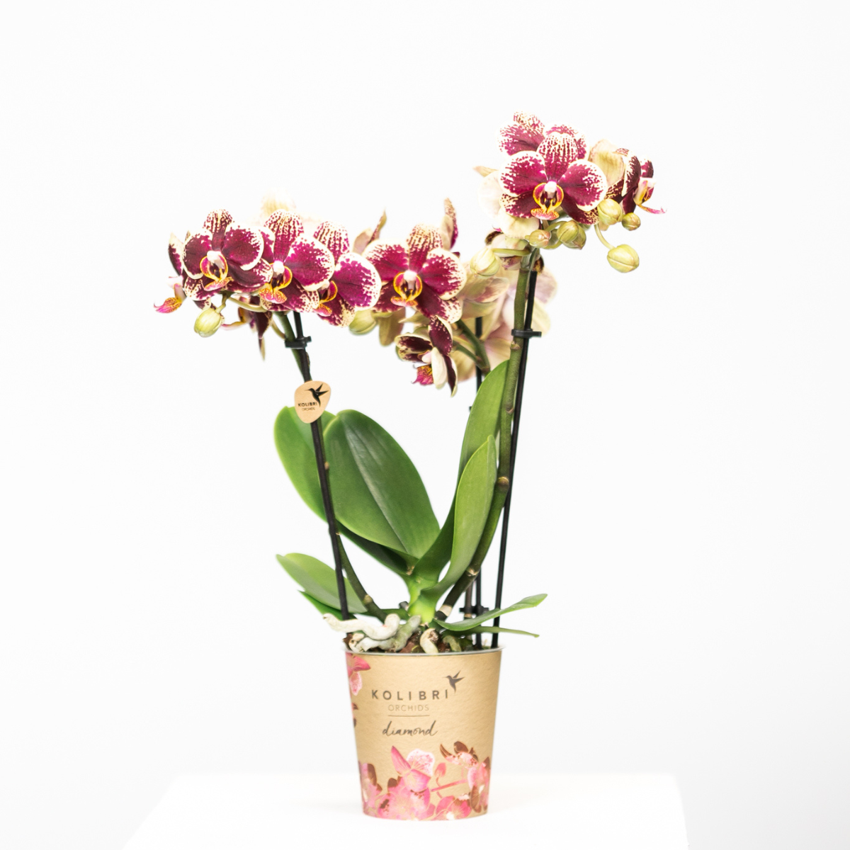 Kolibri Orchids | COMBI DEAL van 2 geel rode phalaenopsis orchideeën - Spain - potmaat Ø9cm | bloeiende kamerplant - vers van de kweker