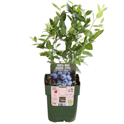 "Vruchtenparadijs" BIO Fruitplanten mix set van 4 verschillende soorten