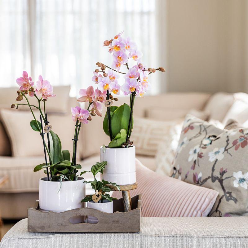 Kolibri Orchids | Roze phalaenopsis orchidee - Andorra - potmaat Ø9cm | bloeiende kamerplant - vers van de kweker