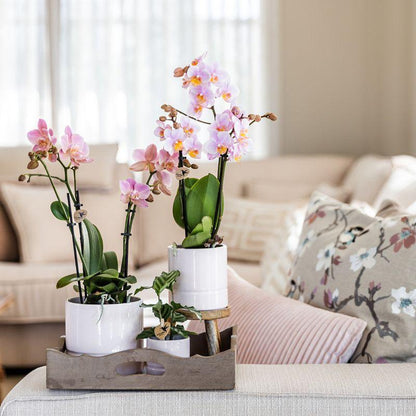 Kolibri Orchids | Roze phalaenopsis orchidee - Andorra - potmaat Ø9cm | bloeiende kamerplant - vers van de kweker