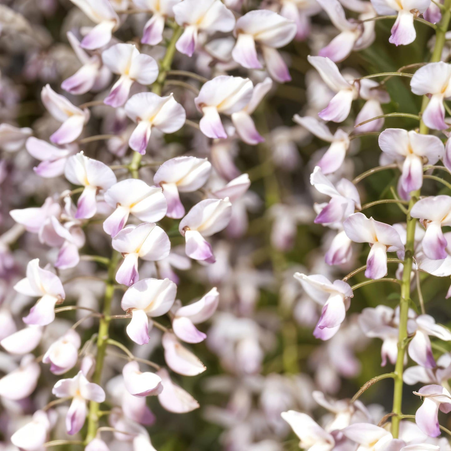 Green boutiQ - Blauwe regen - Wisteria floribunda Rosea - Bloem roze  - 1 plant - Pot 11cm Hoogte 40cm