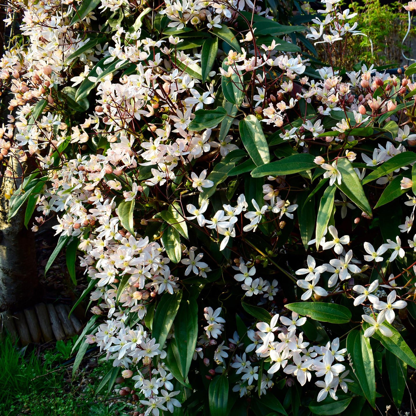 Green boutiQ - Klimplant - Clematis armandii - Bloem Wit - Groenblijvend - Weinig onderhoud - 1 plant Pot 11cm Hoogte 40cm