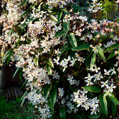 Green boutiQ - Klimplant - Clematis armandii - Bloem Wit - Groenblijvend - Weinig onderhoud - 1 plant Pot 11cm Hoogte 40cm