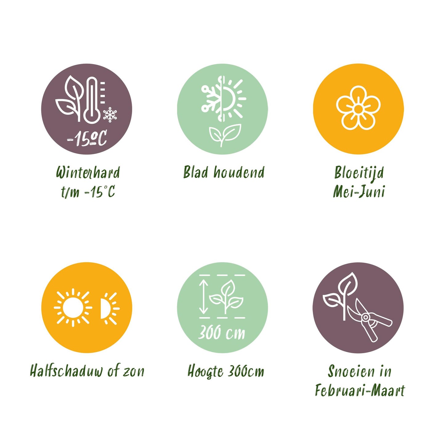 Green boutiQ - Haagplanten - Ilex Blue maid- blad groen - 8 planten - 1 strekkende meter - groenblijvend - pot 9cm hoogte 25-30cm