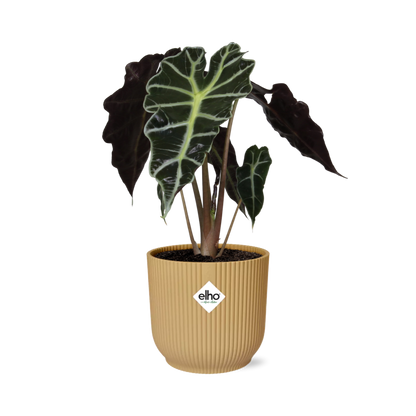 Alocasia ‘Polly’ in ELHO Vibes Fold 14cm geel