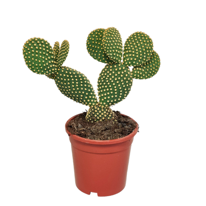 Opuntia microdasys - 17cm - zonder pot