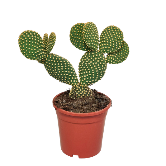 Opuntia microdasys - 17cm - zonder pot
