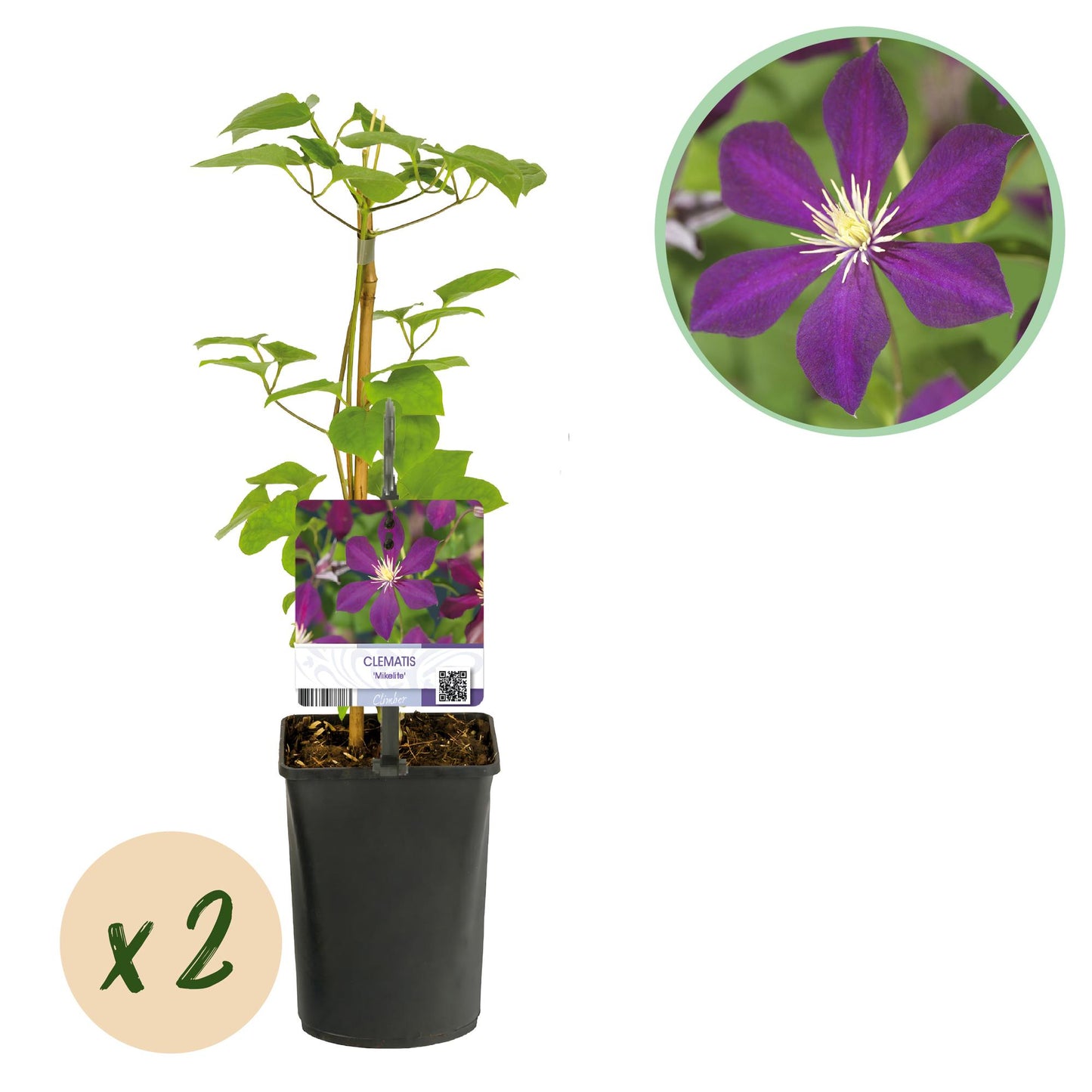 Green boutiQ - Klimplant - Clematis Mikelite - Bloem Paars - Weinig onderhoud -2 planten -  Pot 11cm Hoogte 40cm