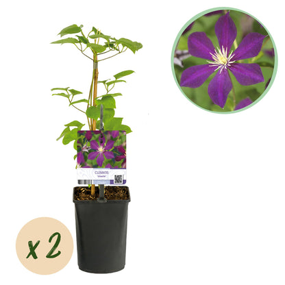 Green boutiQ - Klimplant - Clematis Mikelite - Bloem Paars - Weinig onderhoud -2 planten -  Pot 11cm Hoogte 40cm