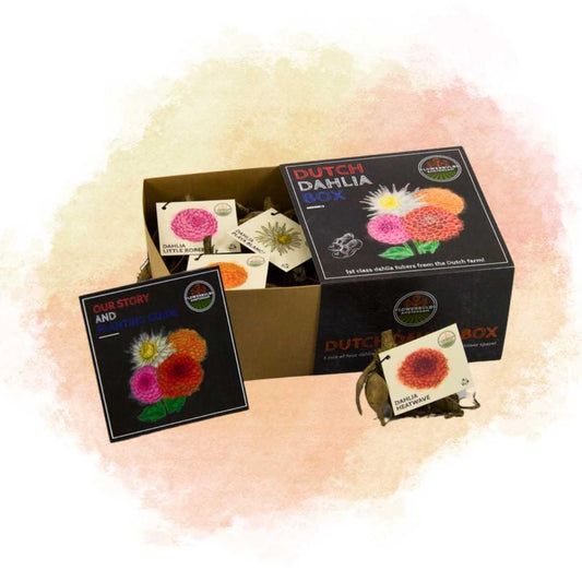 Flowerbulbs Amsterdam - Luxe Box Medium, set van 4 Dutch dahlia's, 2 boxen voor ruim 1 m²