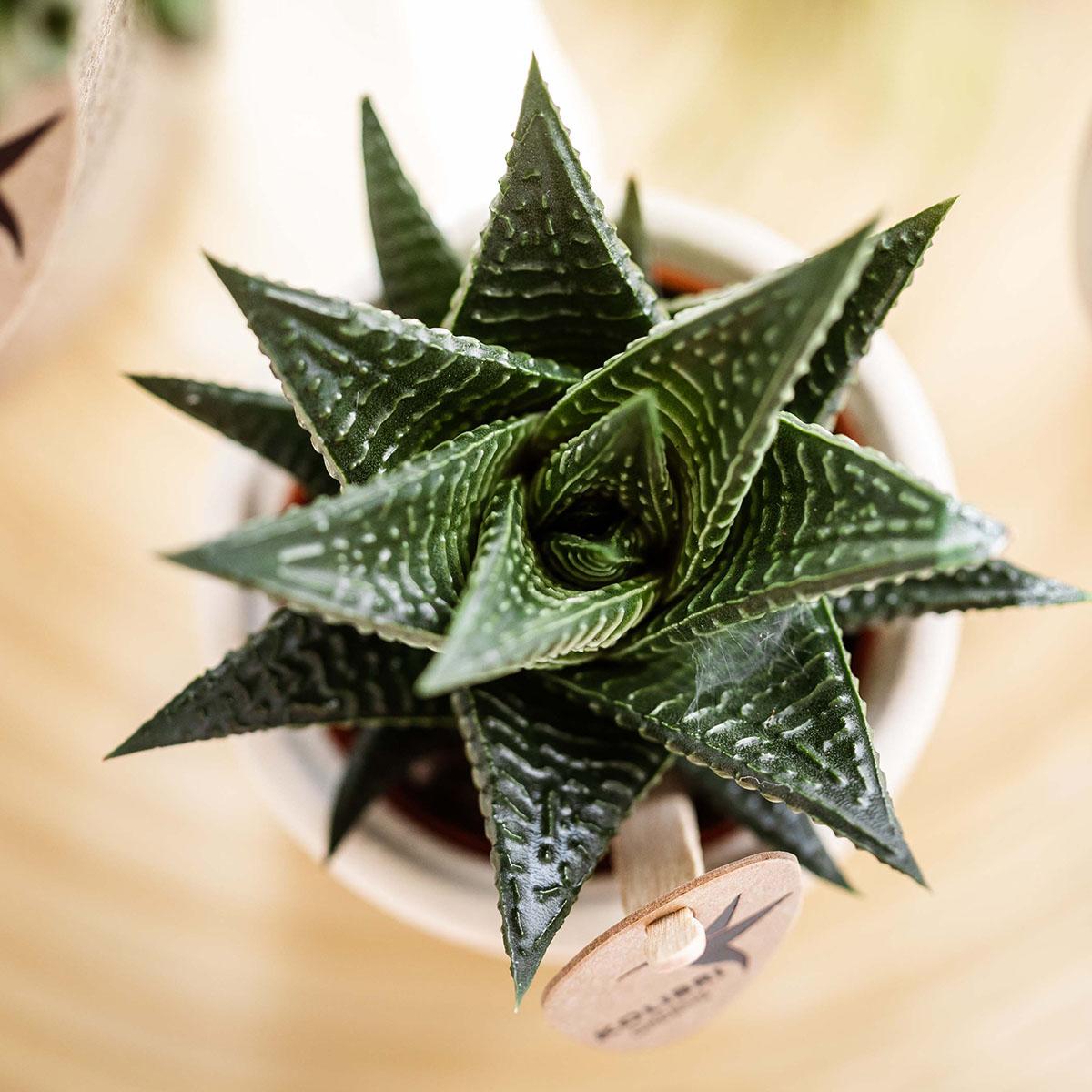 Kolibri Greens | Groene plant - Succulent Haworthia Royal Highnness - potmaat Ø6cm - groene kamerplant - vers van de kweker