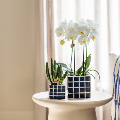 Kolibri Orchids | Witte phalaenopsis orchidee Amabilis + Mosa sierpot blauw - potmaat Ø9cm | bloeiende kamerplant - vers van de kweker