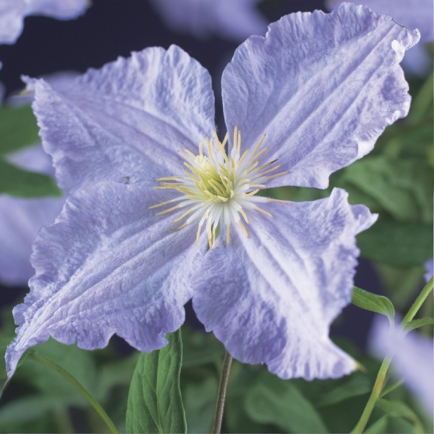 Green boutiQ - Klimplant - Clematis Blue Angel - Bloem Licht Blauw - Weinig onderhoud -2 planten -  Pot 11cm Hoogte 40cm