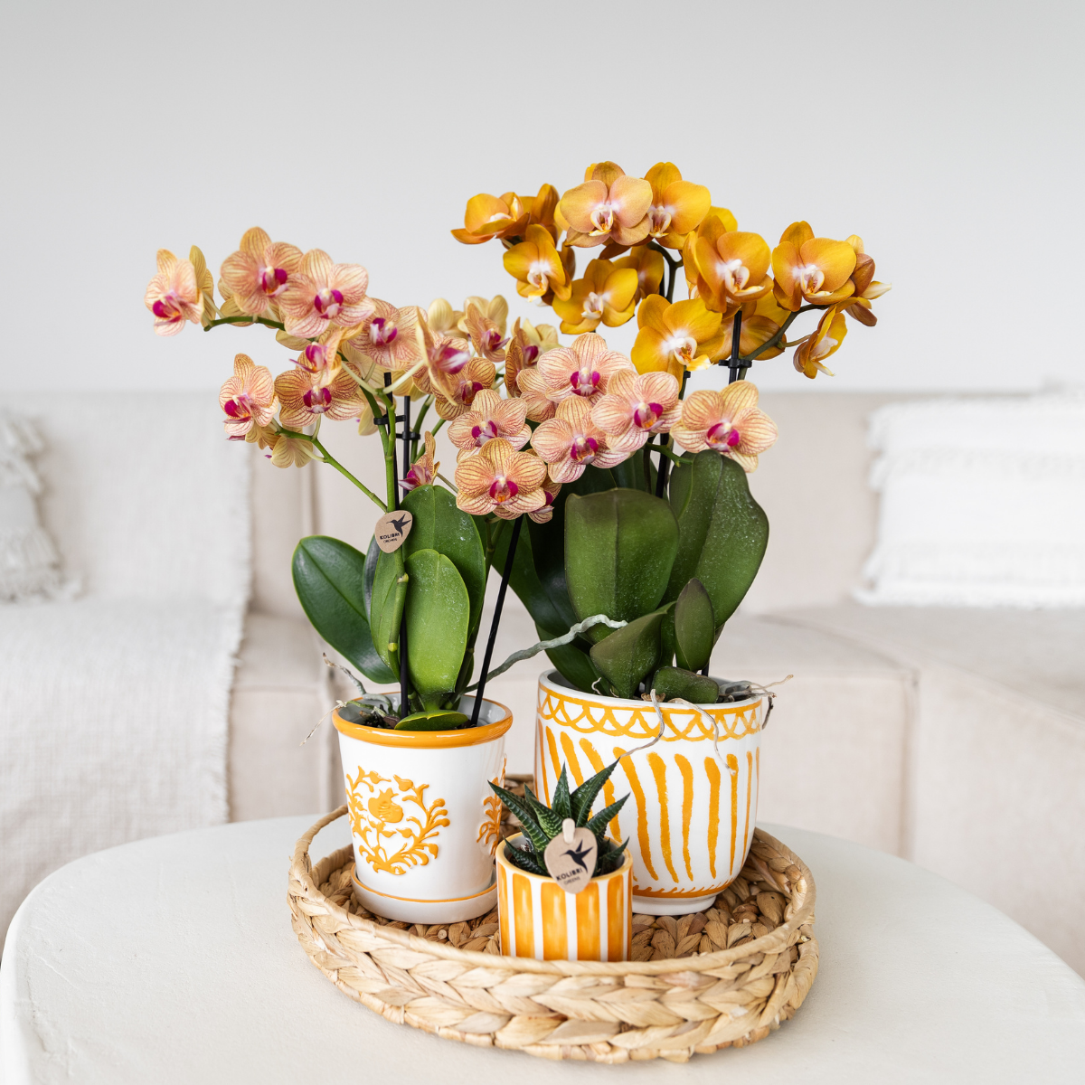 Kolibri Company | Gift set | Plantenset met 2 oranje Phalaenopsis Orchideeën en Succulent incl. keramieken sierpotten
