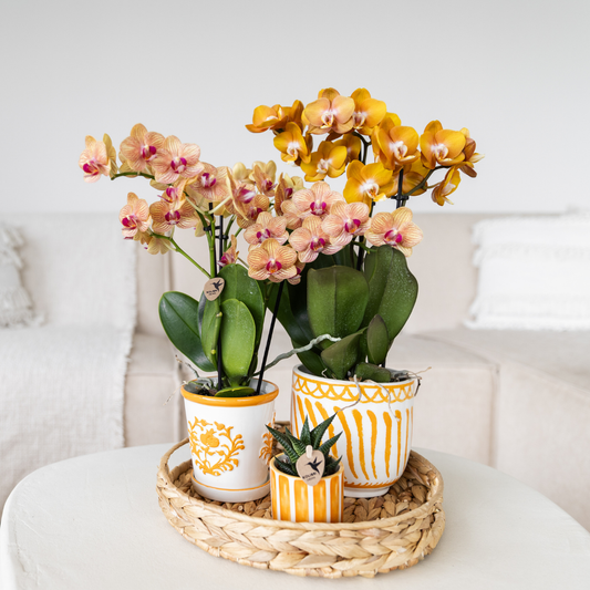 Kolibri Company | Gift set | Plantenset met 2 oranje Phalaenopsis Orchideeën en Succulent incl. keramieken sierpotten