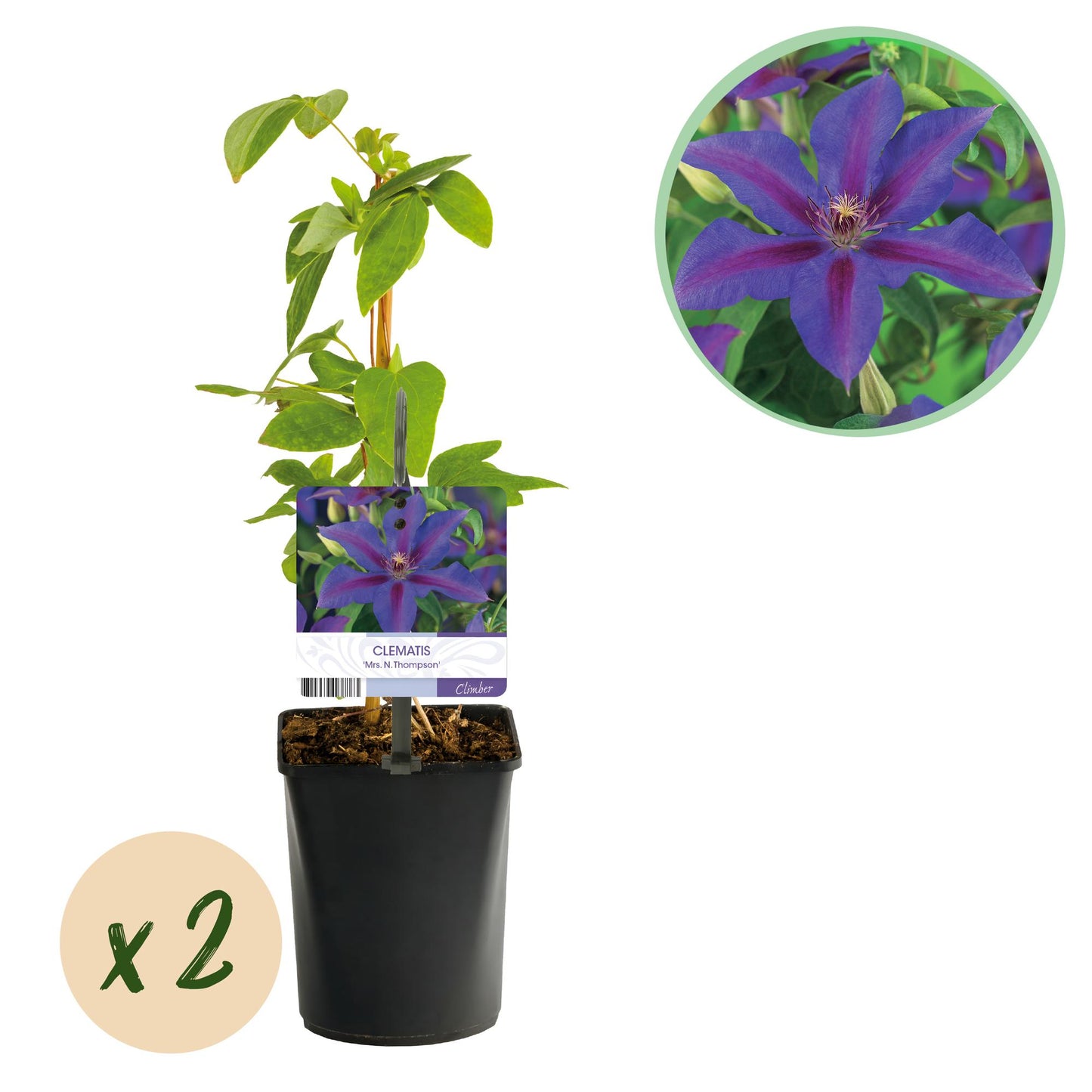 Green boutiQ - Klimplant - Clematis Mrs. N. Thompson - Bloem Roze - Weinig onderhoud -2 planten -  Pot 11cm Hoogte 40cm