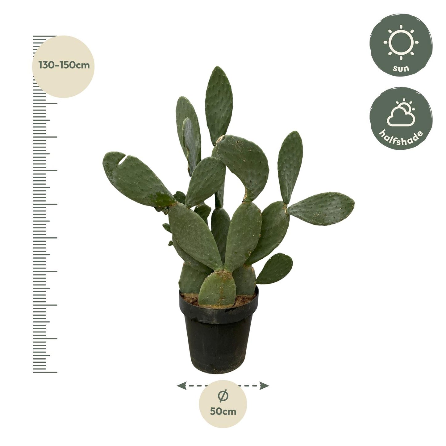 Opuntia Ficus Indica - 120 cm - Ø50cm