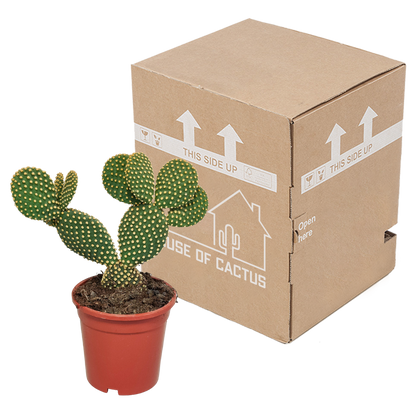 Opuntia microdasys - 17cm - zonder pot