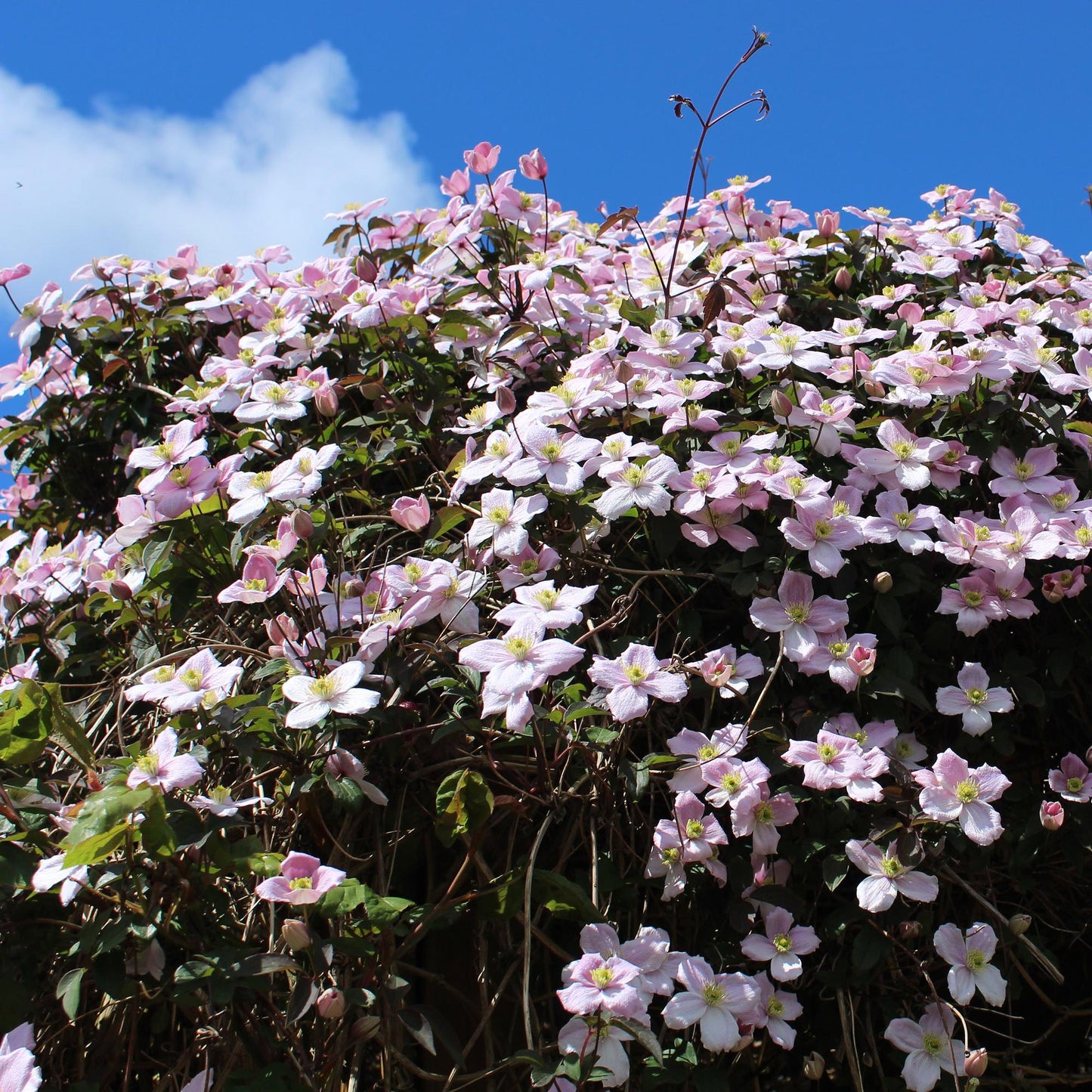 Green boutiQ - Klimplant - Clematis montana Rubens - Bloem Roze - Vroegbloeiend - Weinig onderhoud -2 planten -  Pot 11cm Hoogte 40cm