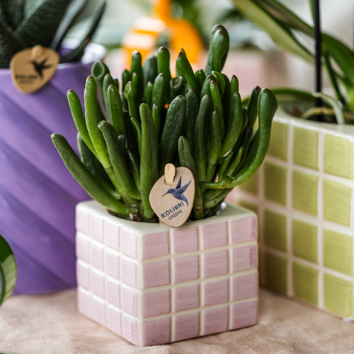 Kolibri Greens | Groene plant - Succulent Crassula Hobbit - potmaat Ø6cm - groene kamerplant - vers van de kweker