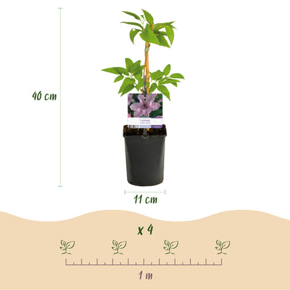 Green boutiQ - Klimplant - Clematis Hagley Hybrid - Bloem Roze - Weinig onderhoud -2 planten -  Pot 11cm Hoogte 40cm